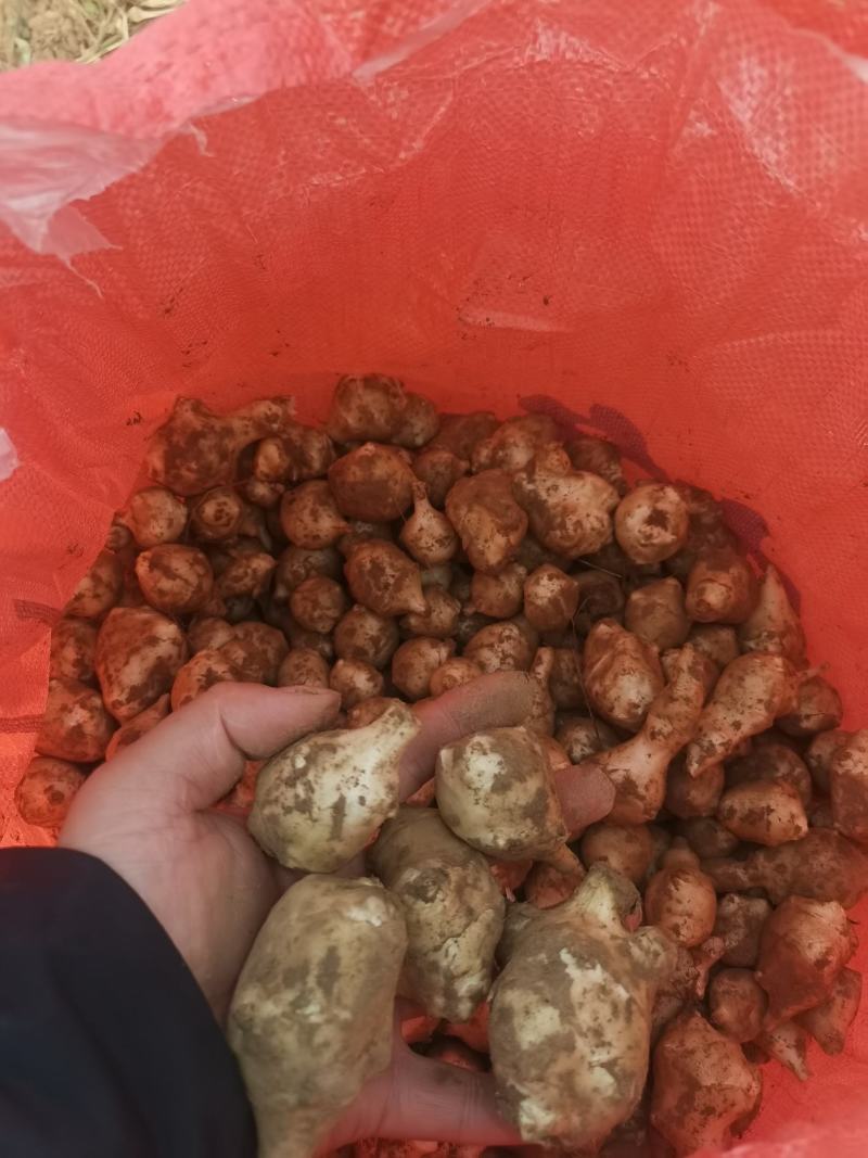 洋姜货品，早熟品种，质量能保障