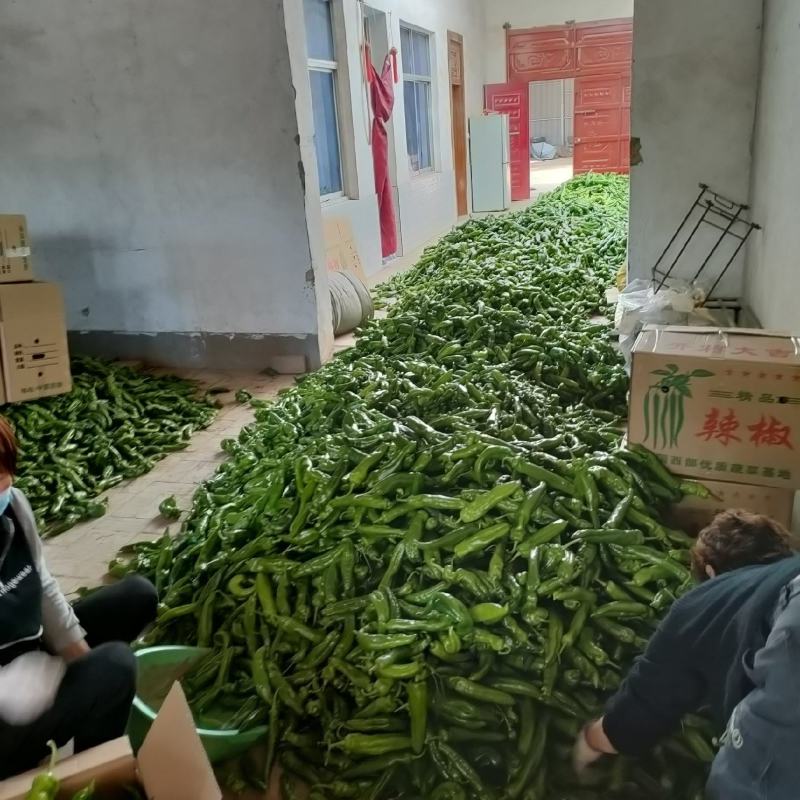 蔬菜螺丝