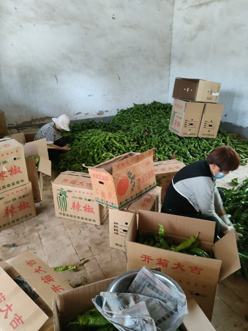 蔬菜螺丝