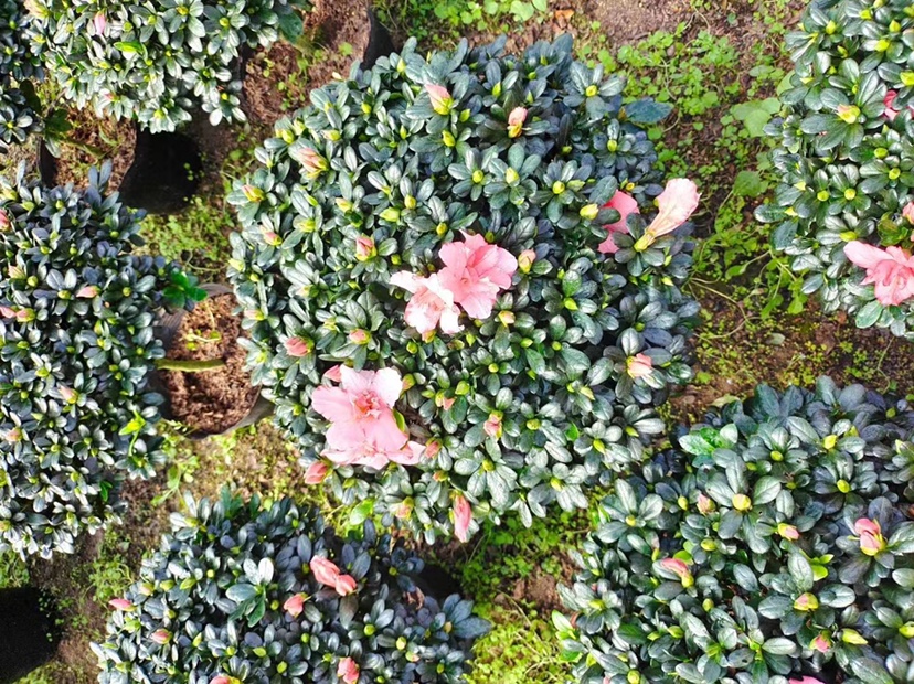 四季小玫瑰杜鹃花特写