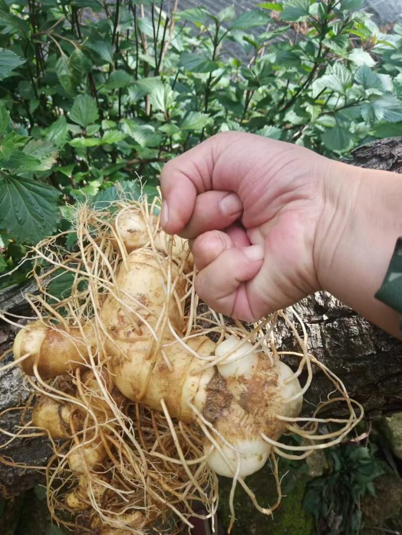 鲜黄精，有200多吨年数七八年的黄精，做药材的可以