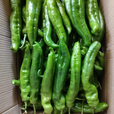 新鲜蔬菜，二炮