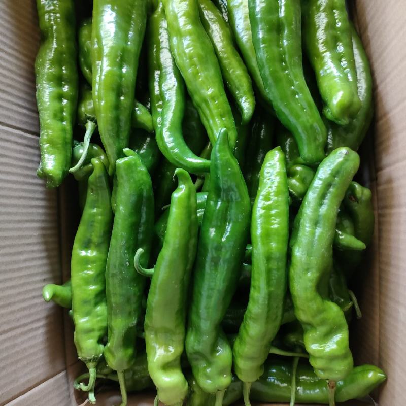 新鲜蔬菜，二炮