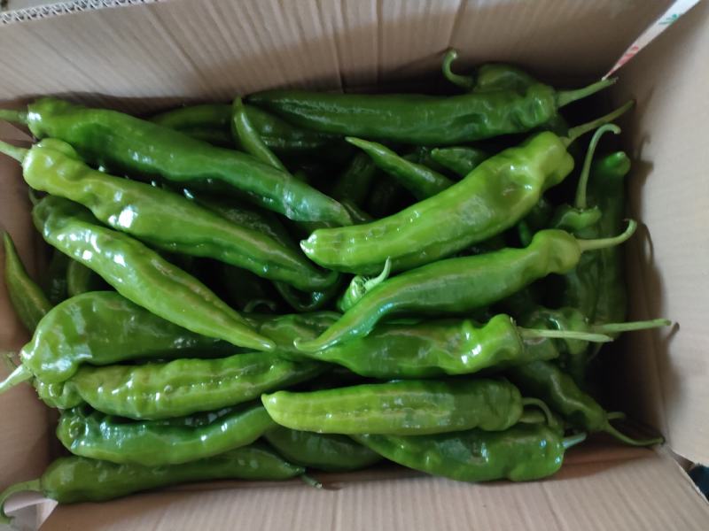 新鲜蔬菜，二炮