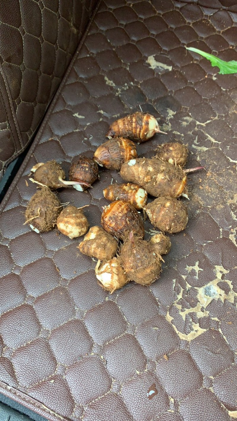 精品芋头