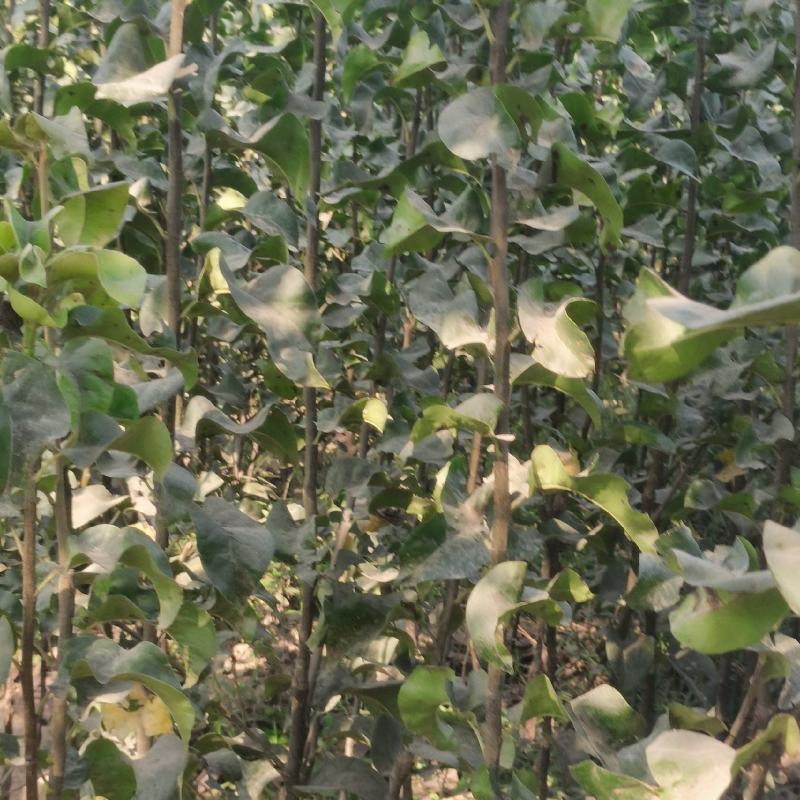 秋月梨树苗