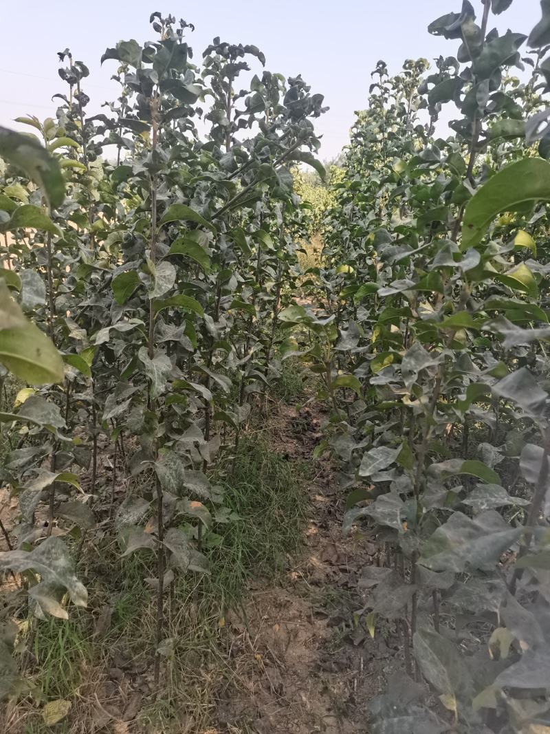秋月梨树苗