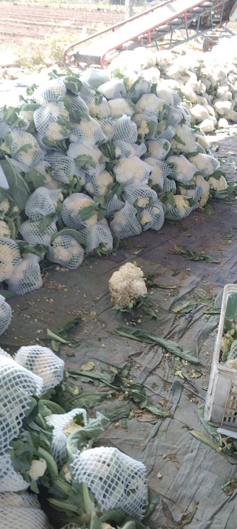 【推荐】精品散花走市场走超市散花白面青梗产地直发