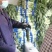 山东红尖叶莴笋，莴苣，无节结无空心支持全国发货