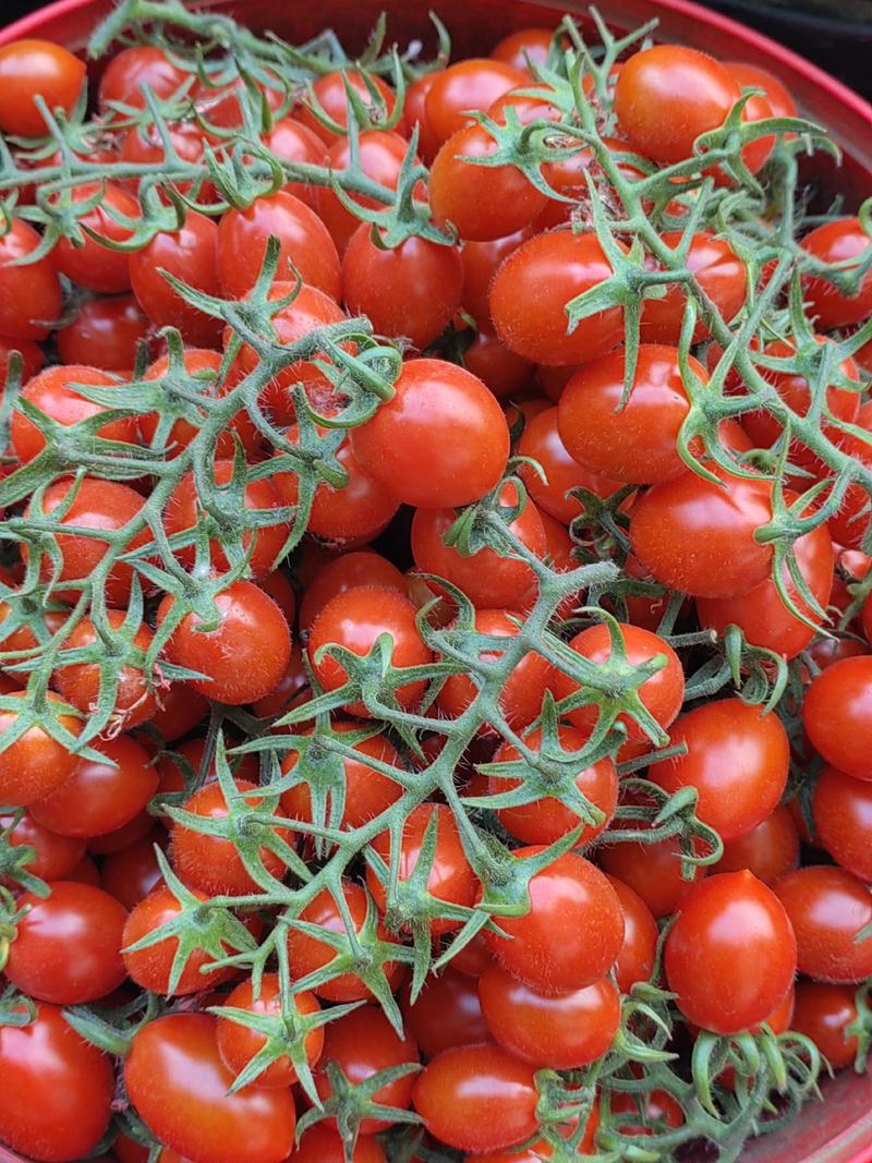 千禧圣女果，粉贝贝小番茄商超市场电商长期稳定供货，欢迎订购