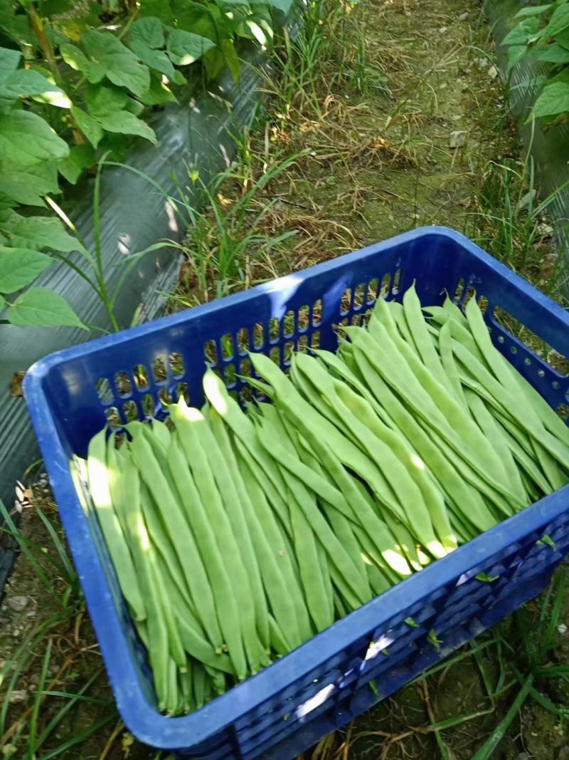 绿扁豆精品到网袋，云南临沧正反季节蔬菜，质量保证基地直发