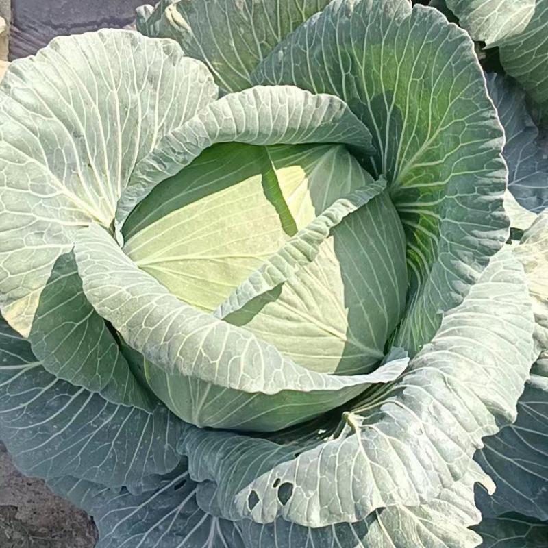 精品铁头包菜大量上市，产地直发，品质保证，量大从优