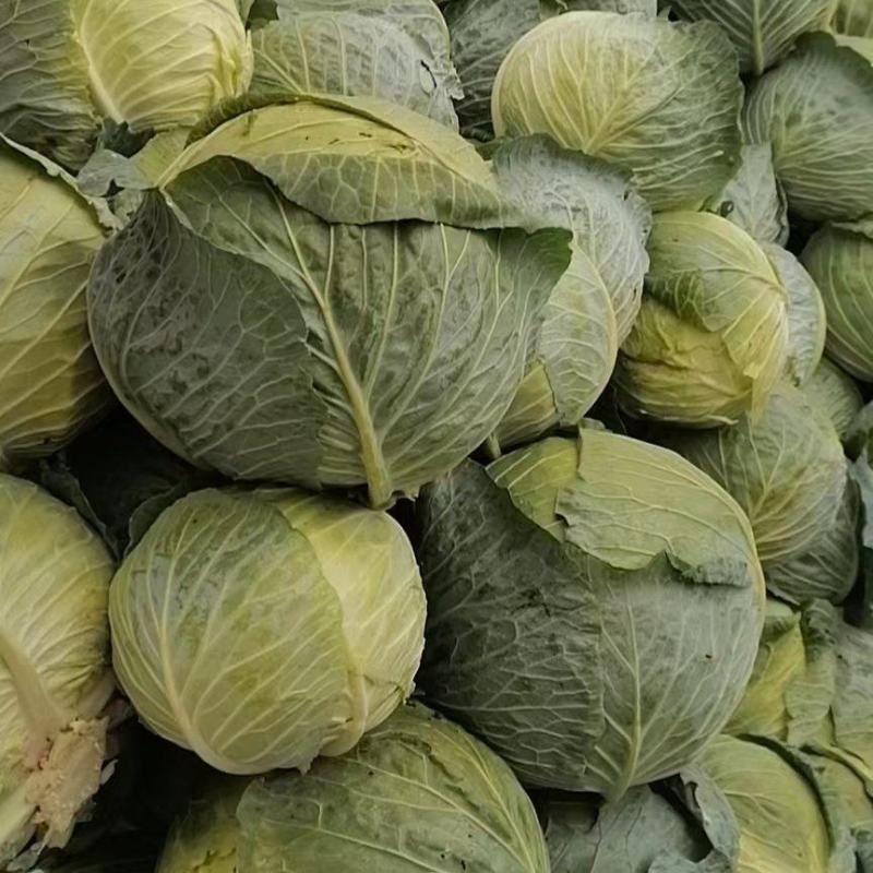 精品铁头包菜大量上市，产地直发，品质保证，量大从优