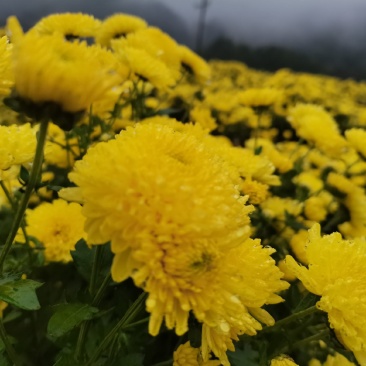 婺源皇菊干菊花茶