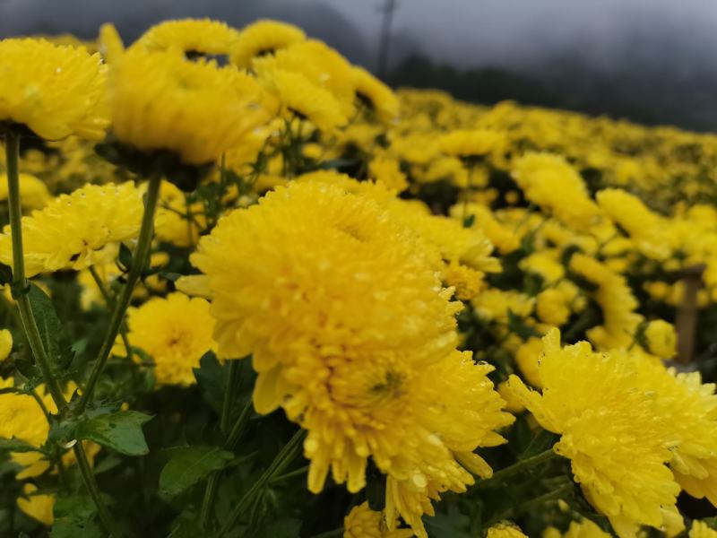 婺源皇菊干菊花茶