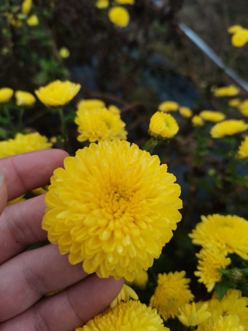 婺源皇菊干菊花茶