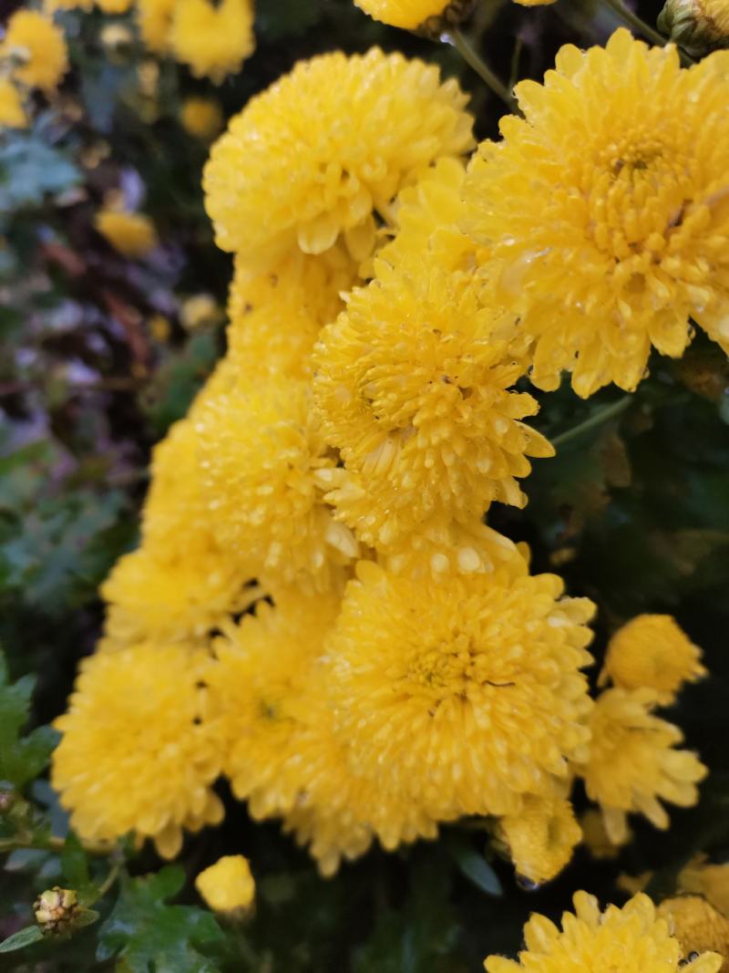 婺源皇菊干菊花茶
