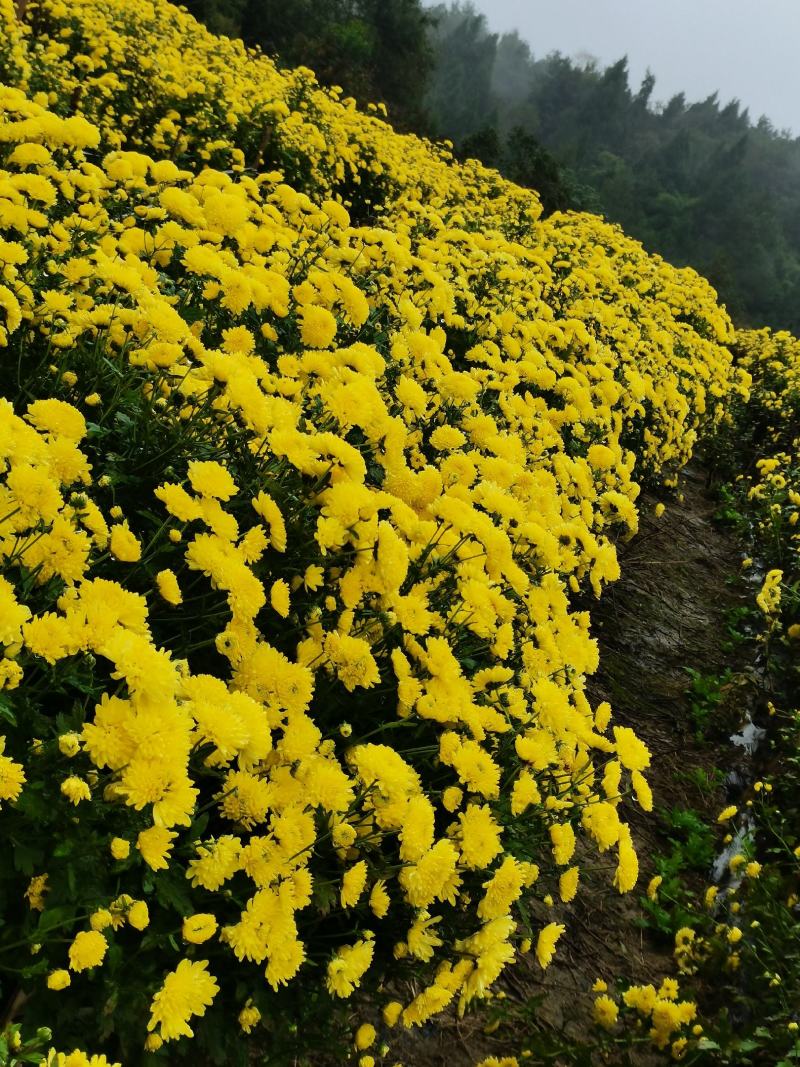 婺源皇菊干菊花茶