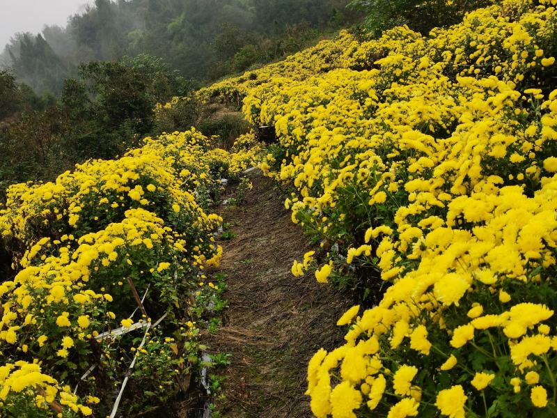 婺源皇菊干菊花茶