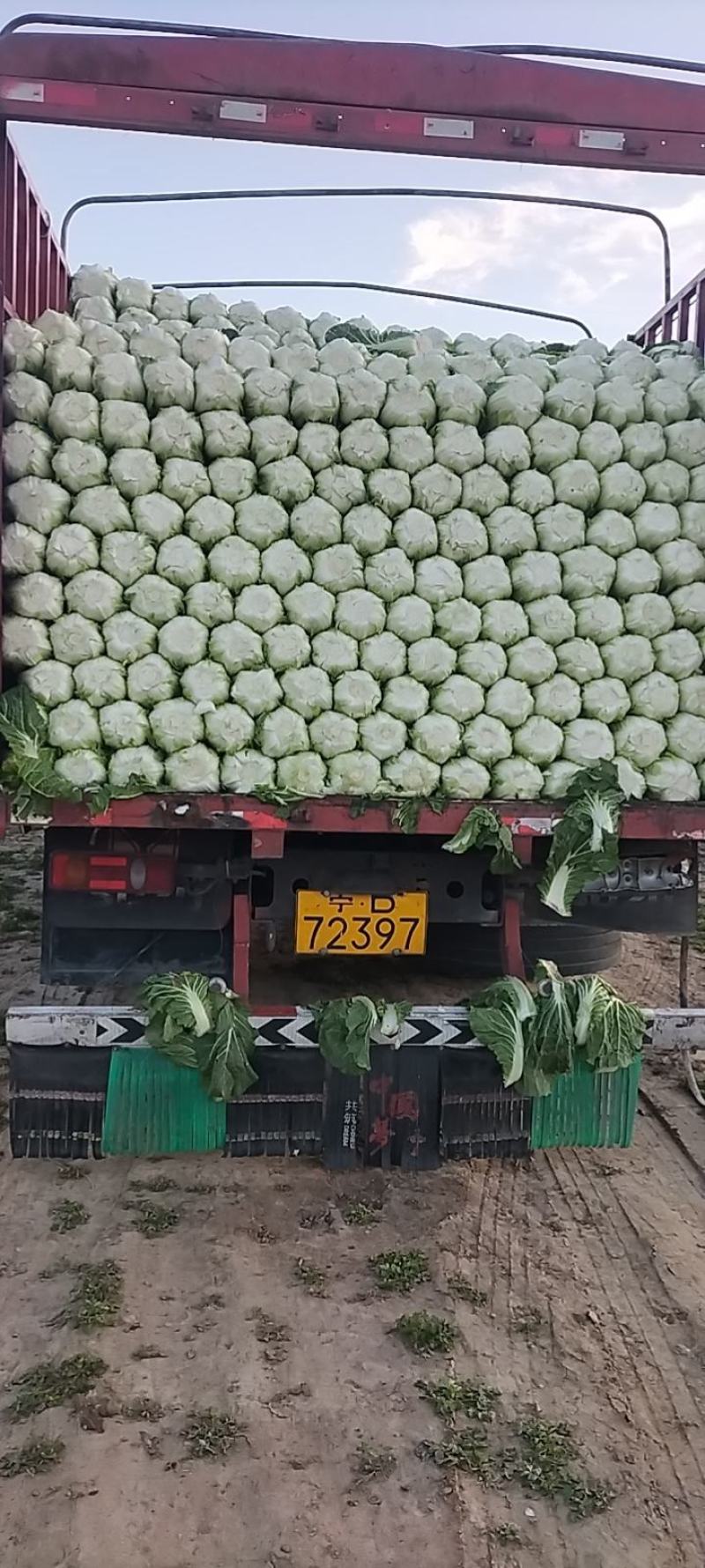 高原地带，黄心大白菜大量供应中品质保障量大优惠