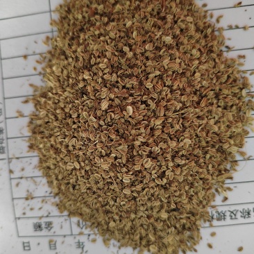 蛇床子，蛇床籽，干净无杂，大货批发，今年新货，纯干无硫