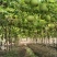 香芋冬瓜大量上市产地发货量大从优欢迎来电咨询订购