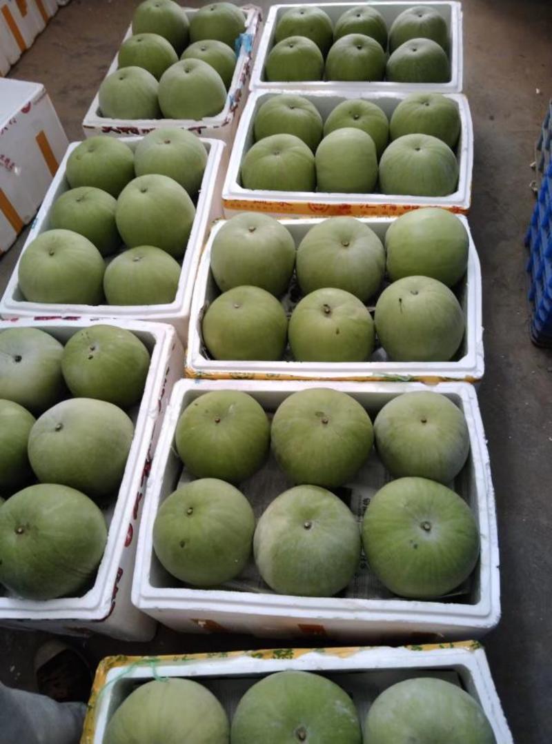 香芋冬瓜大量上市产地发货量大从优欢迎来电咨询订购