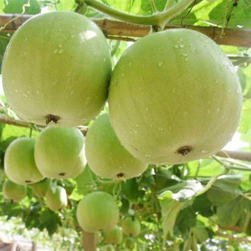 香芋冬瓜大量上市产地发货量大从优欢迎来电咨询订购
