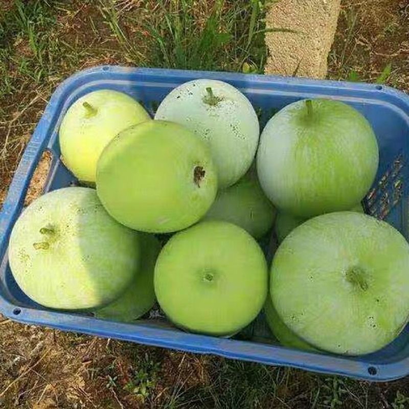 香芋冬瓜大量上市产地发货量大从优欢迎来电咨询订购