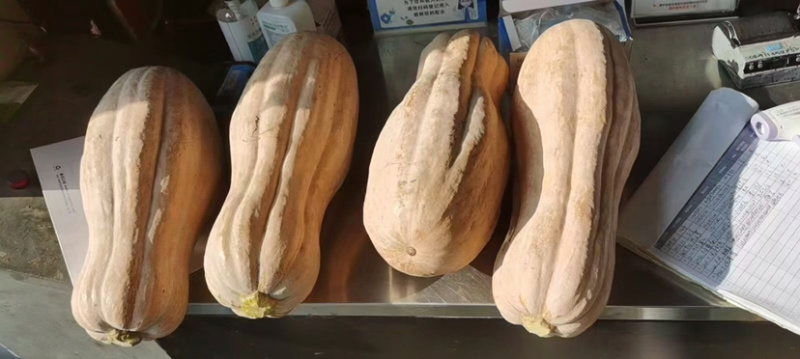 老南瓜