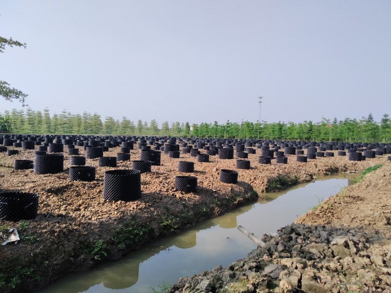 直供PVC控根器围树头黑胶片园林花木场移植胶板泥土围