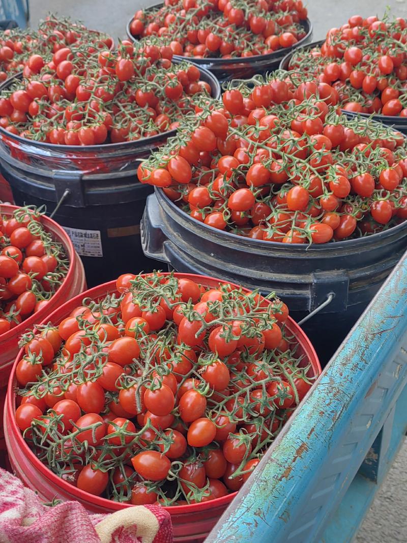 千禧圣女果，粉贝贝小番茄商超市场电商长期稳定供货，欢迎订购