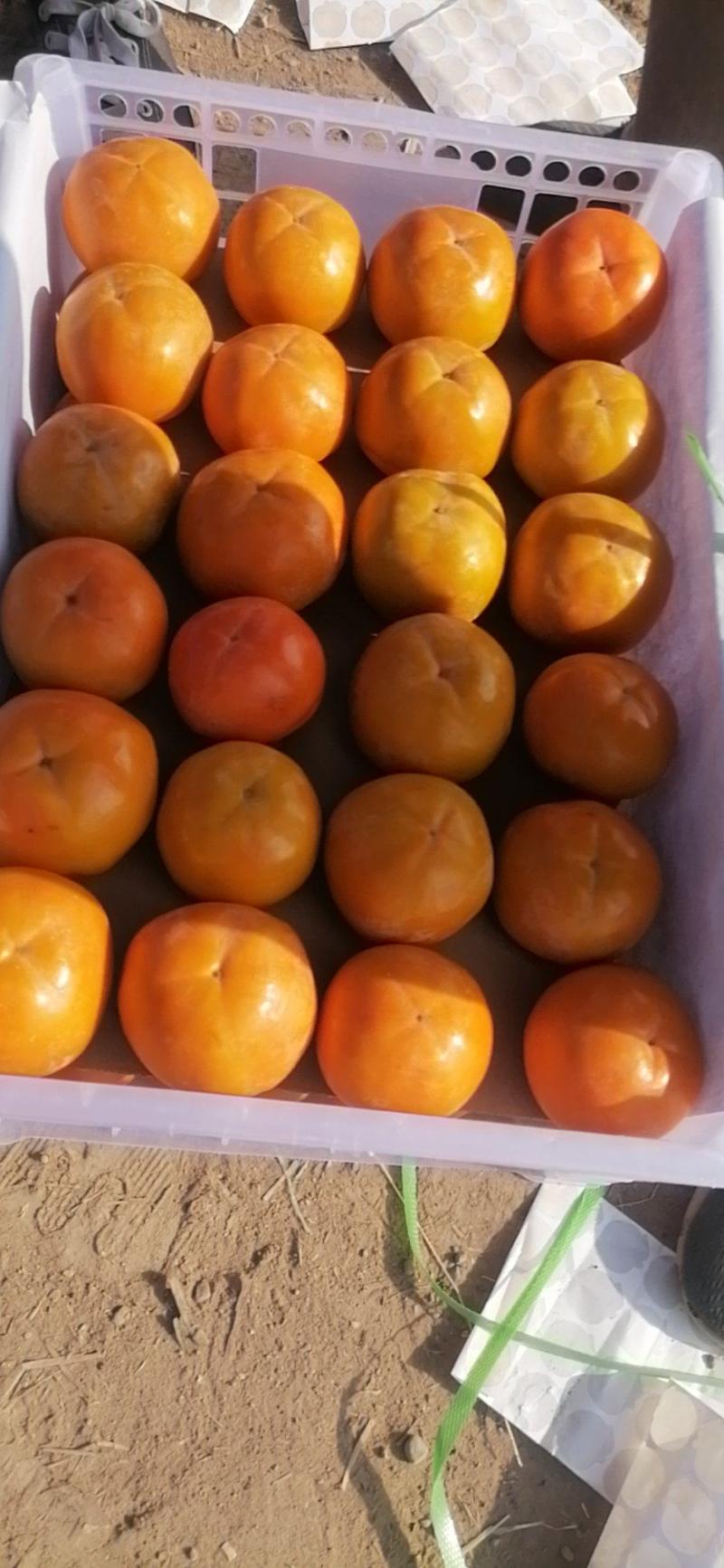 阳丰脆柿