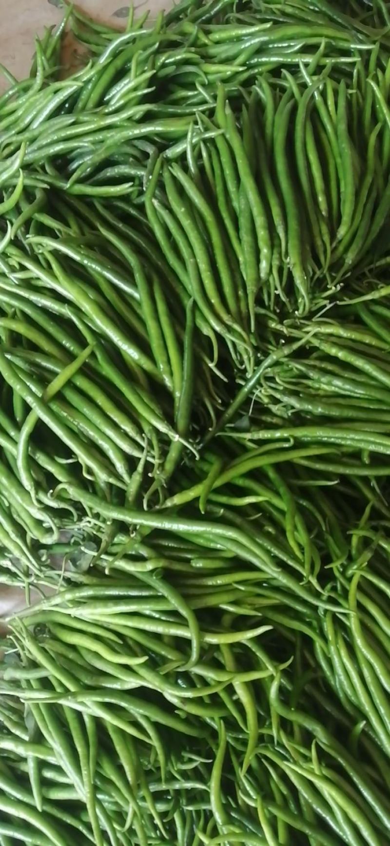 线椒