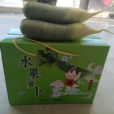 七星萝卜生吃脆甜潍县青萝卜沙窝真水果萝卜支持一件代发