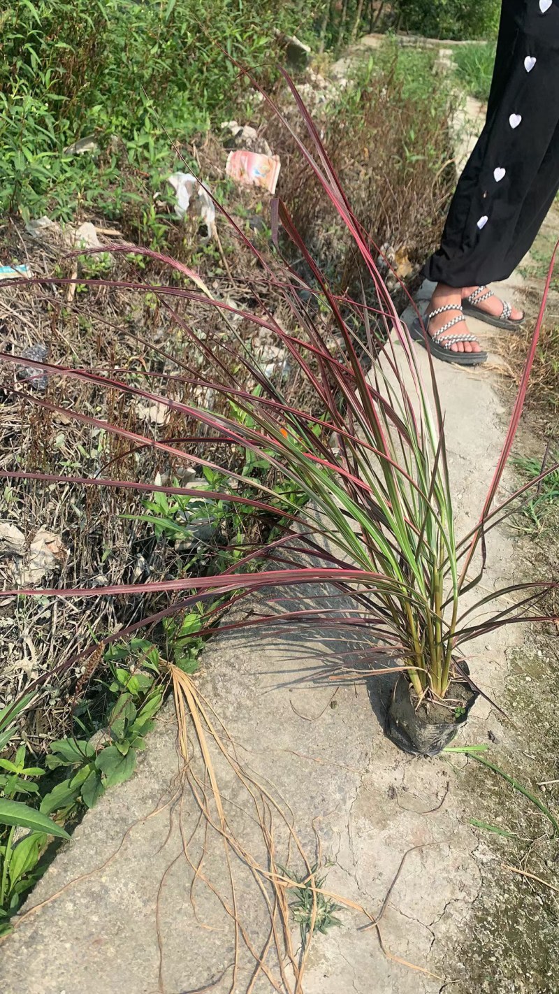 火焰狼尾草，精品火焰狼尾草，火焰狼尾草种植成都基地
