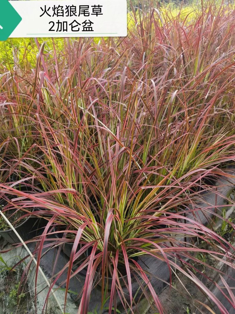 火焰狼尾草，精品火焰狼尾草，火焰狼尾草种植成都基地