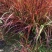火焰狼尾草，精品火焰狼尾草，火焰狼尾草种植成都基地