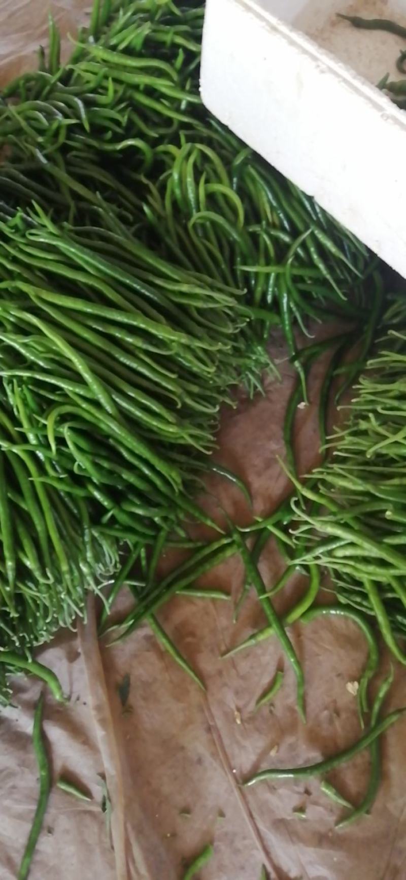 线椒
