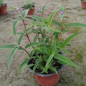 精品鼠尾草，鼠尾草小杯，鼠尾草大杯，加仑杯