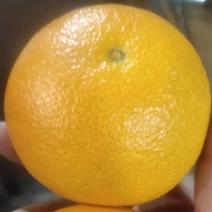 爱媛橙，产地供应，，坏果包赔，欢迎选购