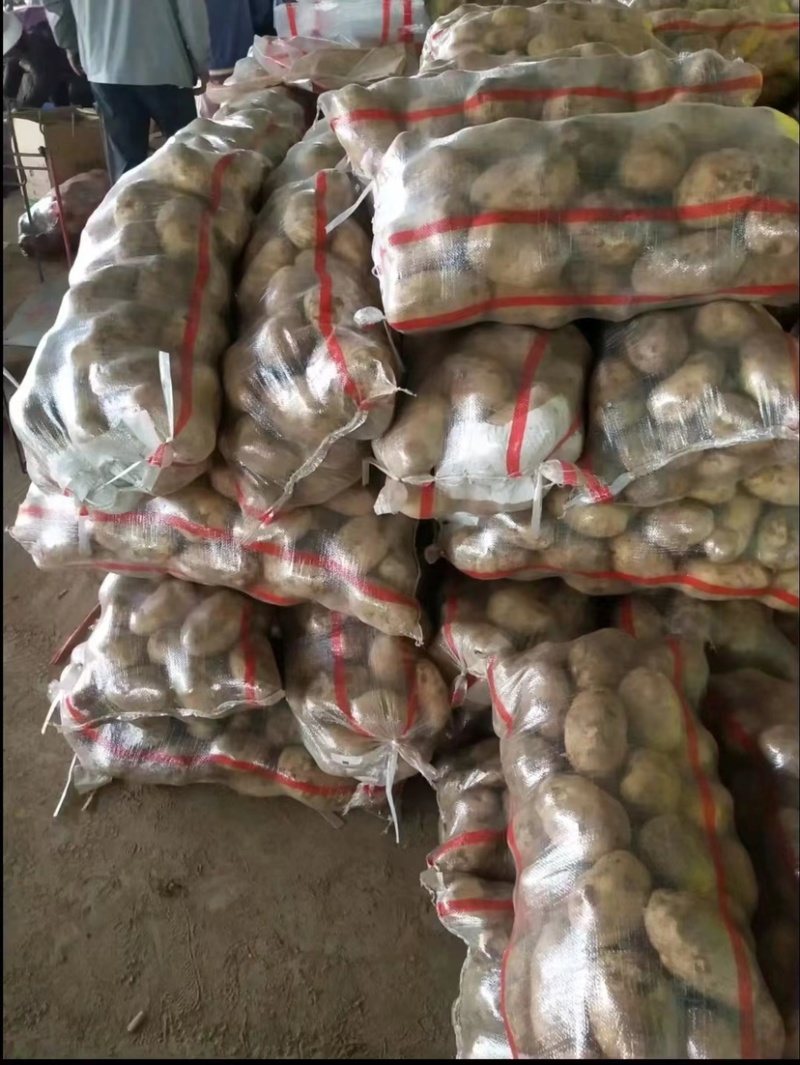 精品沃土土豆，产地发货大量供应欢迎合作采购