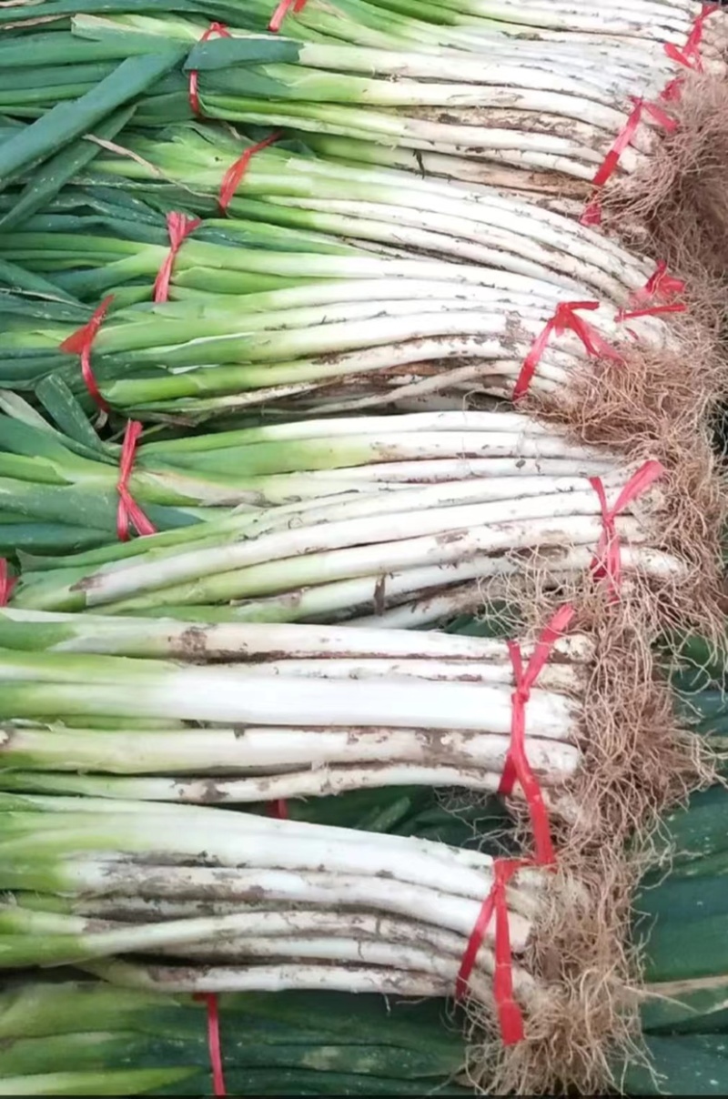 【推荐】甘肃定西临洮县大葱，大量上市，欢迎洽谈合作