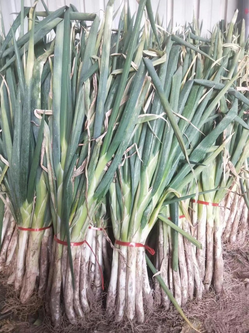 【推荐】甘肃定西临洮县大葱，大量上市，欢迎洽谈合作