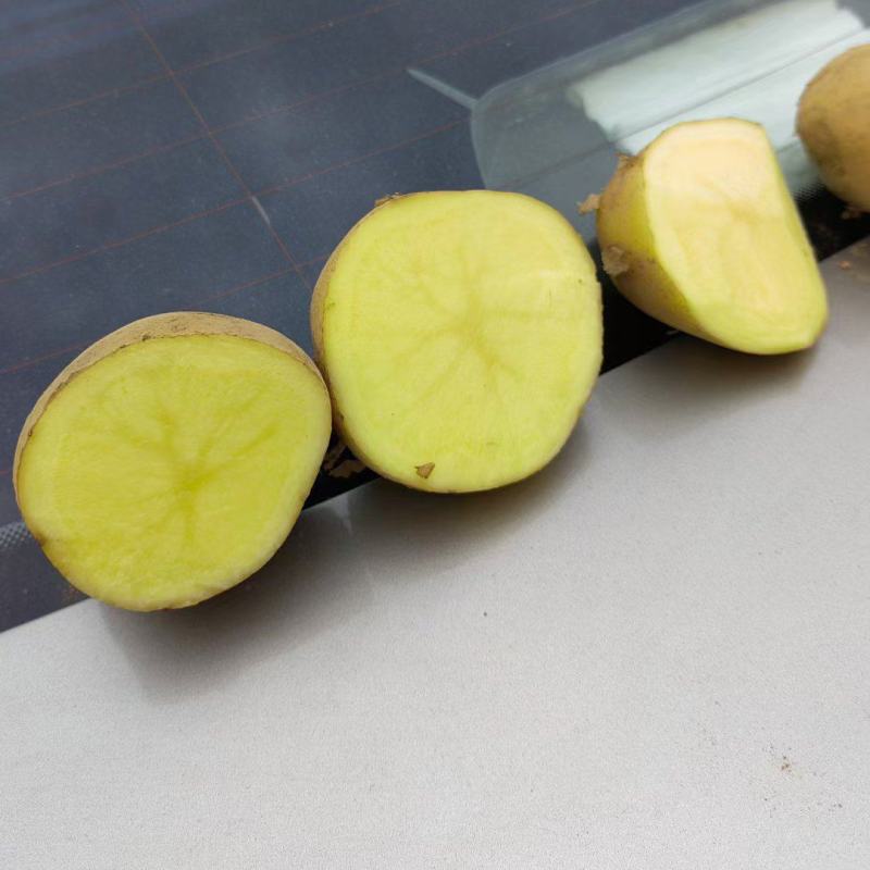 新荷兰十五土豆优质供应基地，黄壤个大，量大价优，