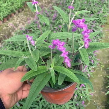 成都草花，成都草坪。植物造型