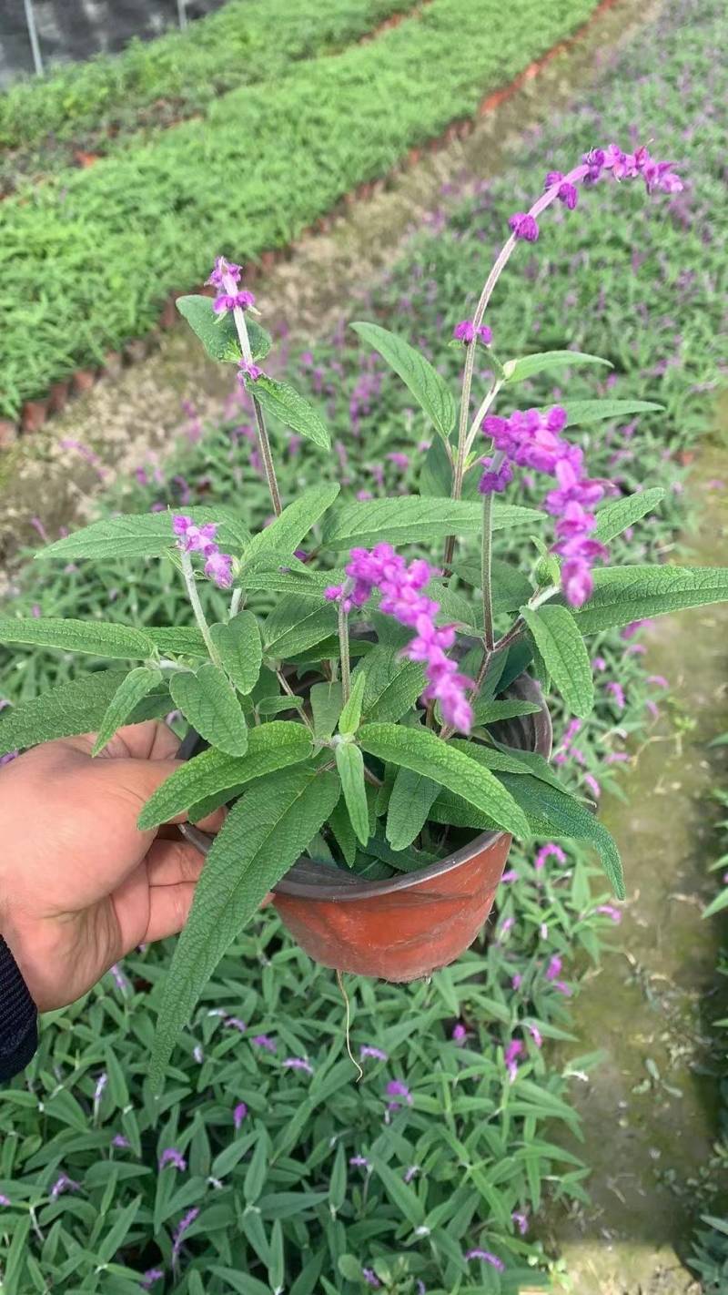 成都草花，成都草坪。植物造型