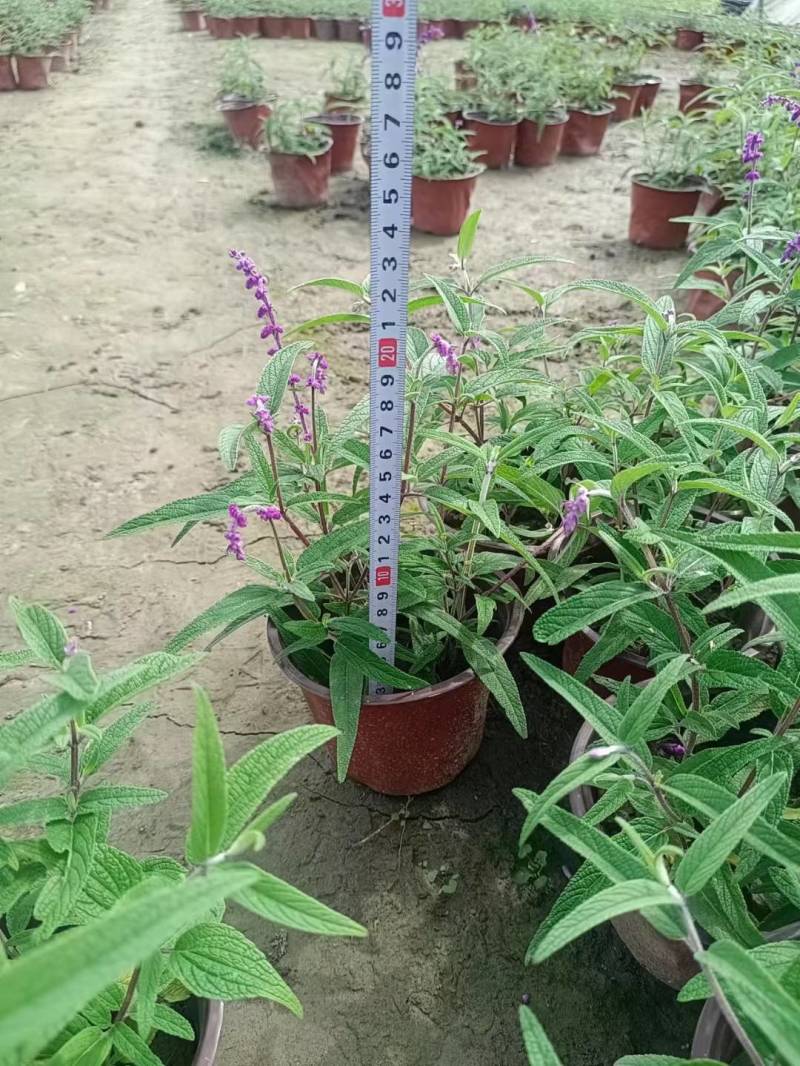成都草花，成都草坪。植物造型