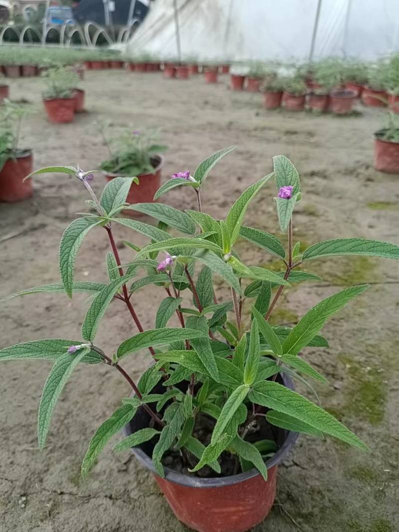 成都草花，成都草坪。植物造型