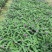 成都草花，成都草坪。植物造型